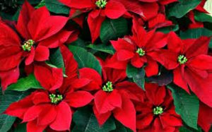 La leyenda de la flor de nochebuena. La leyenda de la flor de nochebuena.