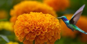 El día de muertos y la leyenda de la flor de cempasúchil. Leyenda para el examen de naturalización mexicana
